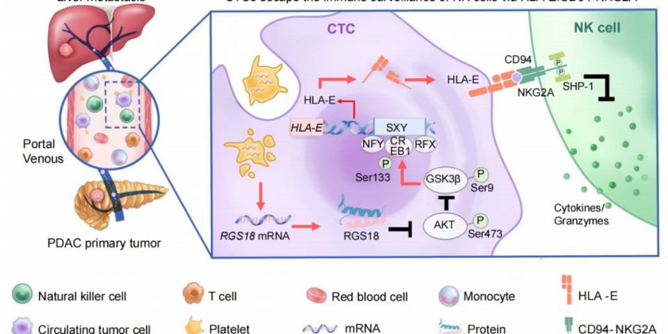 图5. 血小板来源的RGS18通过AKT-GSK3β-CREB信号轴促进HLA-E的表达介导CTCs逃避NK细胞免疫监视